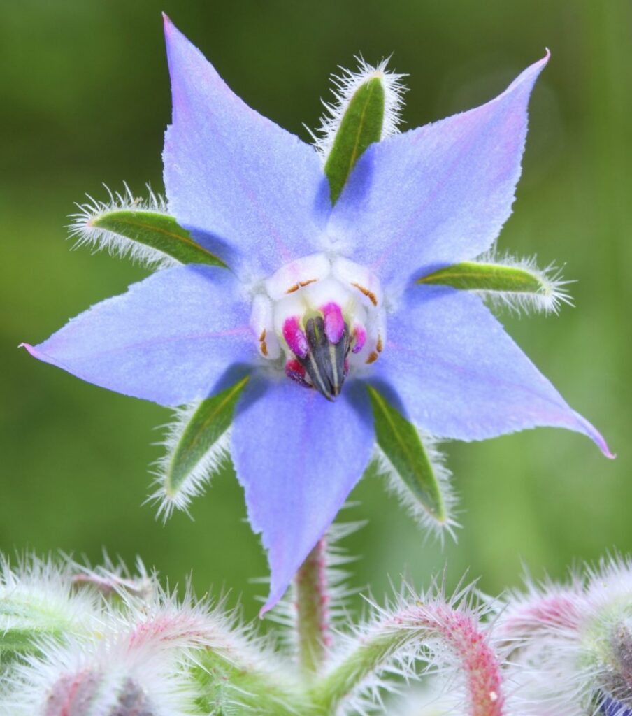Borage flowering in the Herb Garden