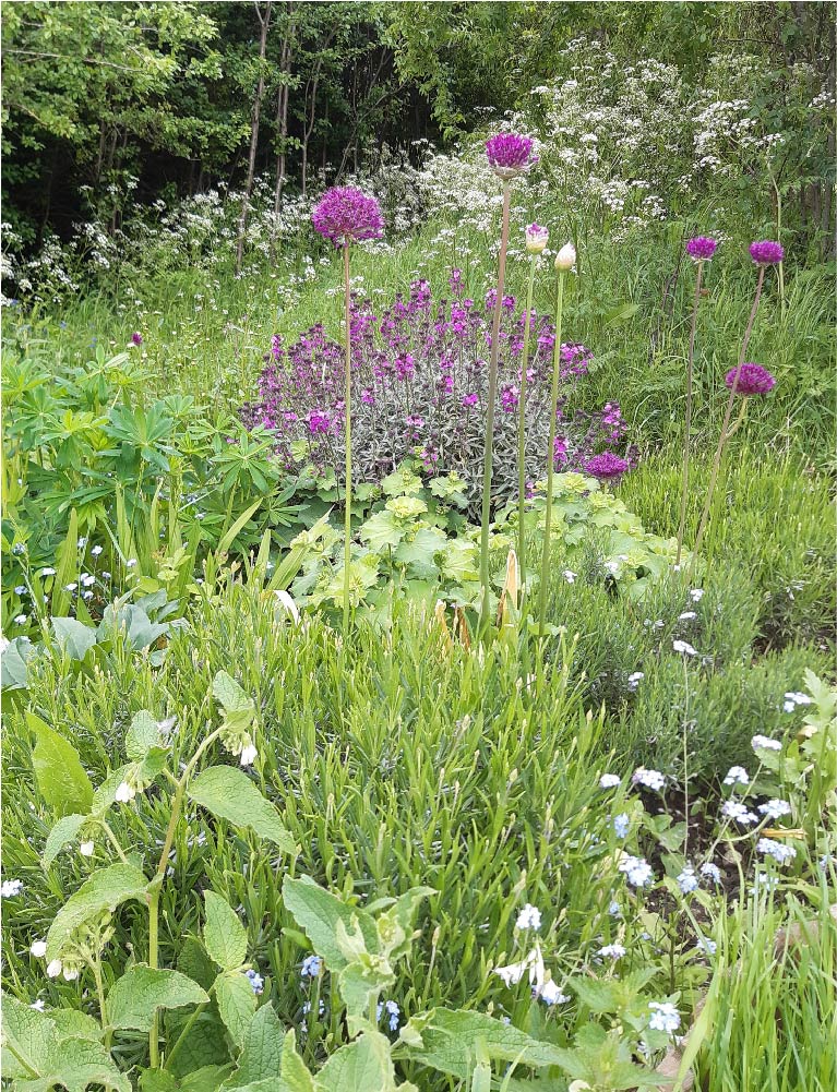 Alliums, Perennial Wallflower and Comfrey with a backdrop of Cow Parsley in the Community Garden