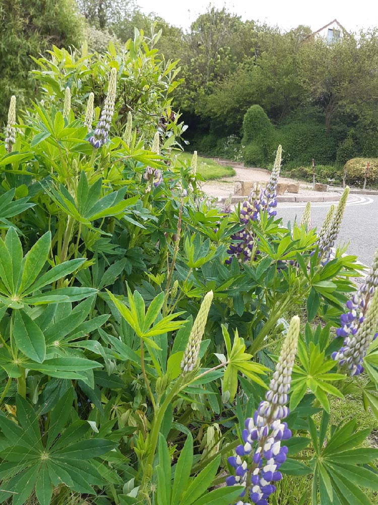 Lupins emerging in the Community Garden 