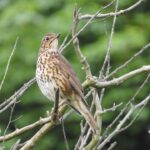 Song Thrush at Liquorice Park